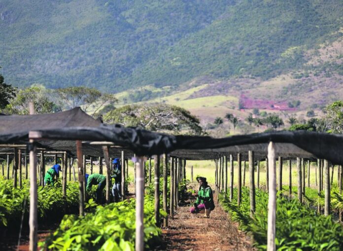 A agricultura que inova em rede